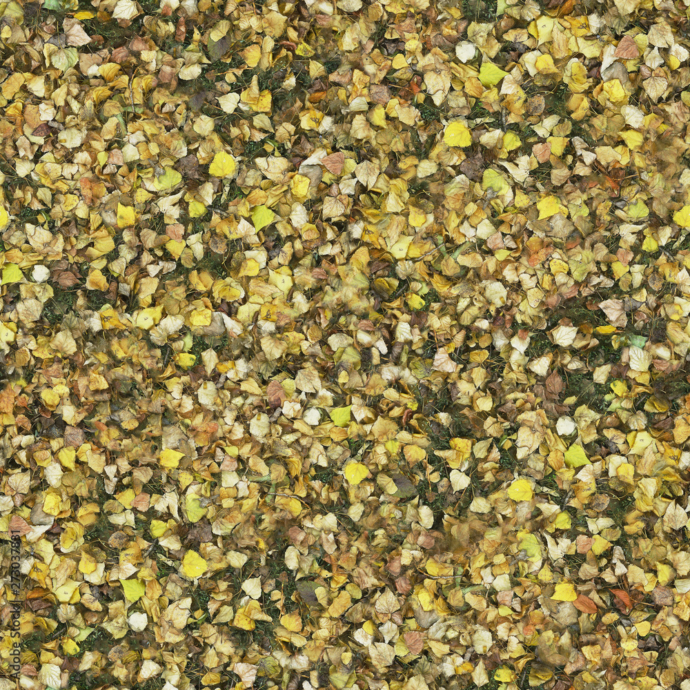 A large cluster of yellow birch leaves under my feet A large cluster of yellow birch leaves under my feet