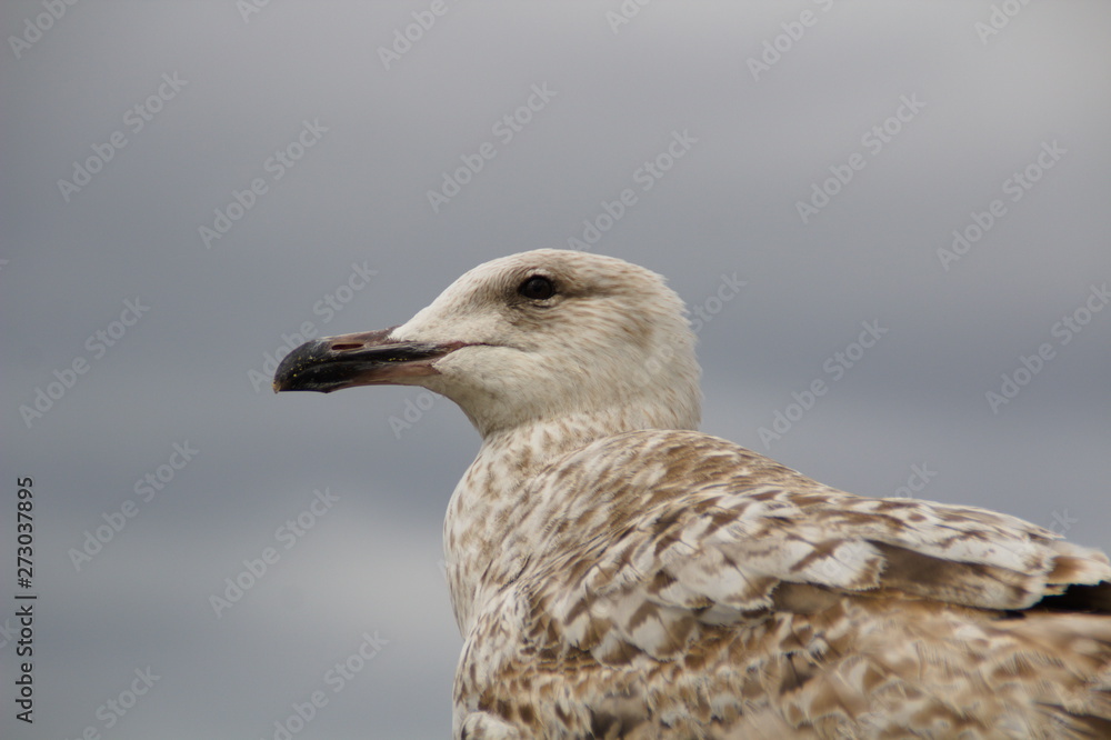 Seagull (Larus) closeup blurred background Seagull (Larus) closeup blurred background