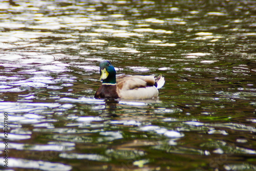 A male mallard duck (Anas platyrhynchos)