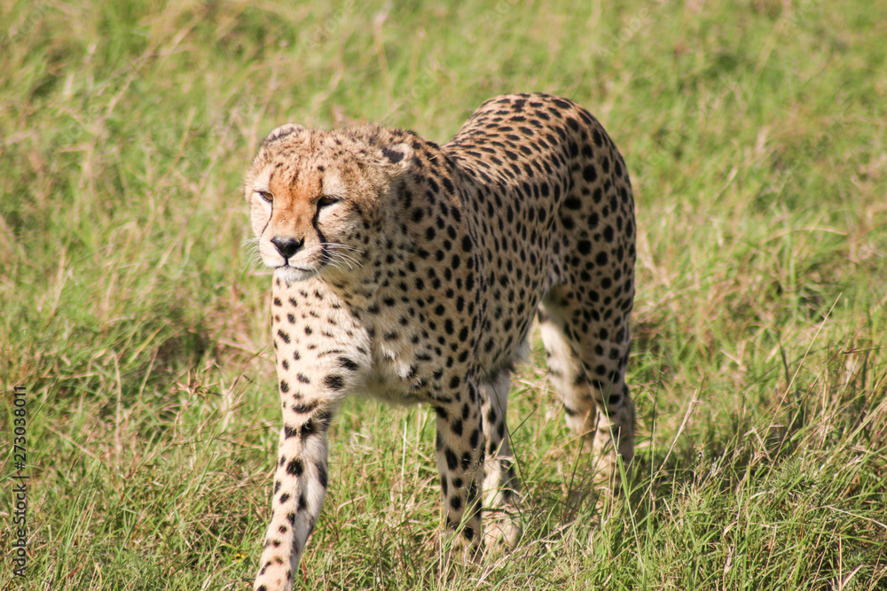 Africa Africa