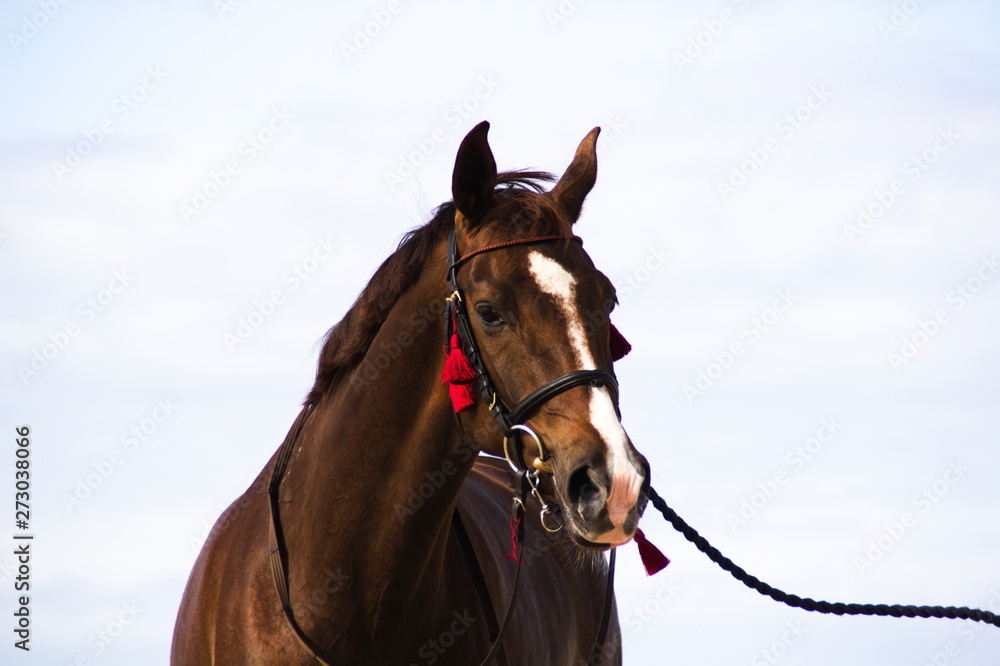 Obraz premium Horse on blurred background