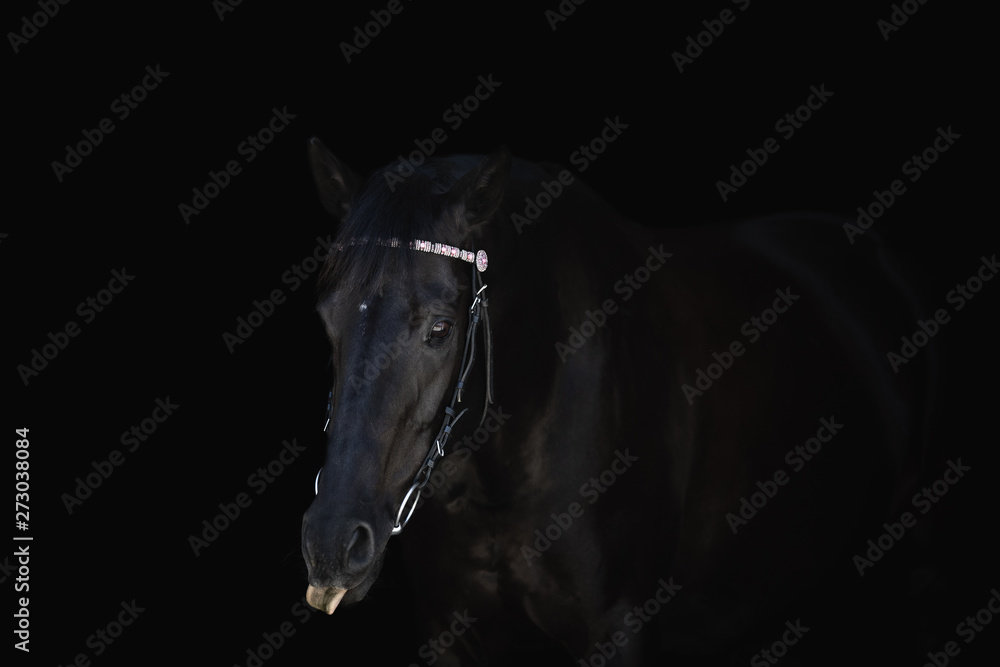 black horse with bridle puts out tongue isolated on black background	