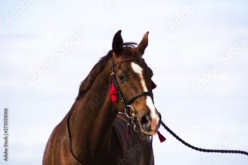Fototapeta Naklejka Na Ścianę i Meble -  Horse on blurred background