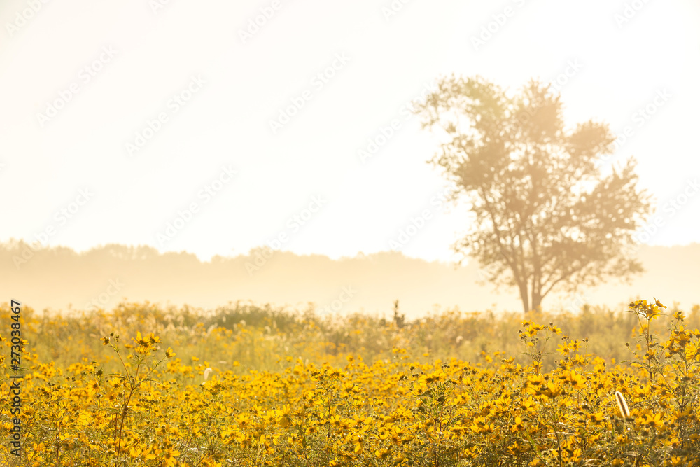 Fototapeta premium fields of flowers