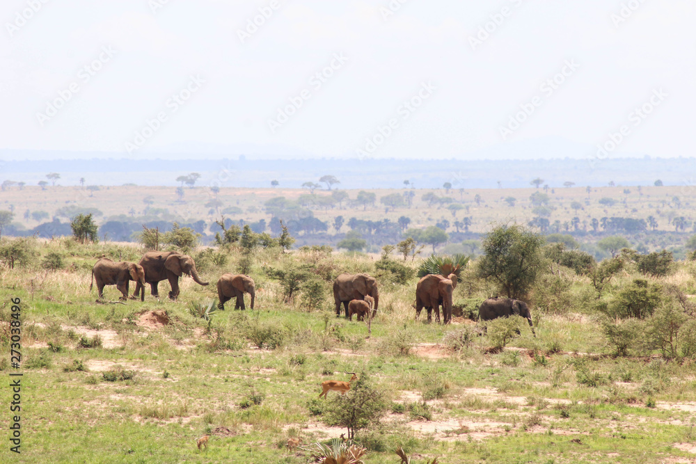 Fototapeta premium Africa