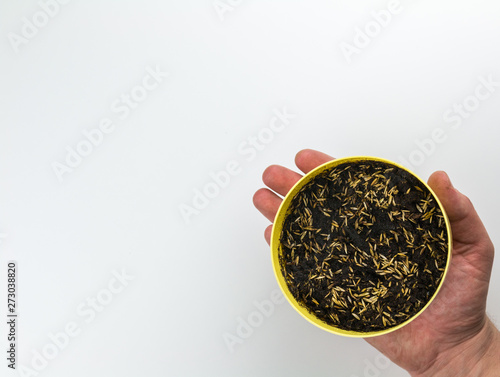 Cat grass seeds sown in yellow pot in center held by hand on white background photo