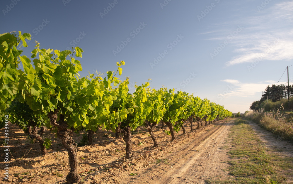 Edge of vineyard with track