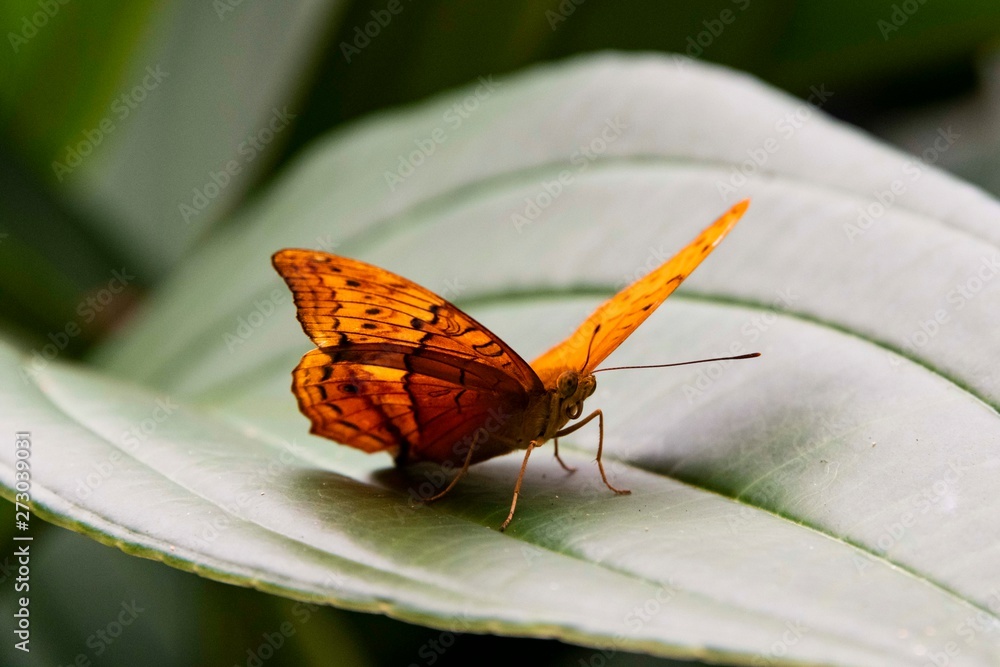 Obraz premium butterfly on leaf