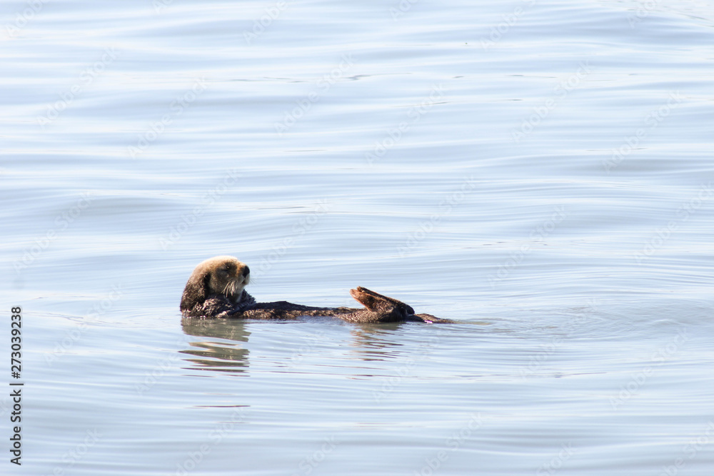 Fototapeta premium Alaska