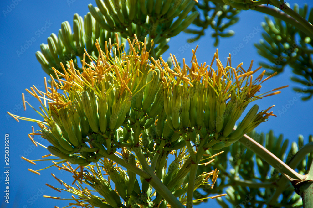 Close up of agave century plant flower stalk blossoms against blue sky. A member of the asparagus family with copy space. Close up of agave century plant flower stalk blossoms against blue sky. A member of the asparagus family with copy space.