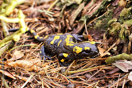 Black and yellow salamander laying on the needles © ondrejschaumann