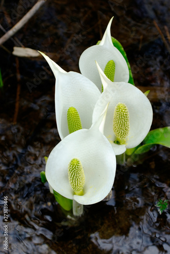 Four Sisters of Arum - ミズバショウの４姉妹 photo