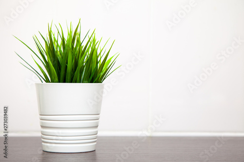 Closeup modern clean kitchen interior in scandinavian style with flower pot and grass plant on empty white wall background, place for your text. Minimal composition.