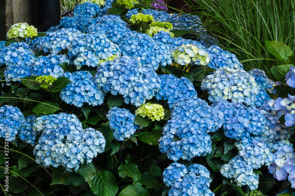 Blau blühende Garten-Hortensie