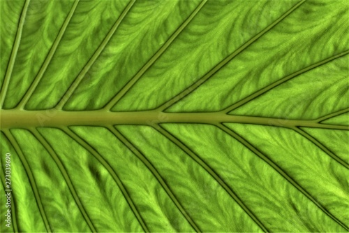 Abstract vegetable background based on the structure of a taro leaf  Colocasia esculenta 