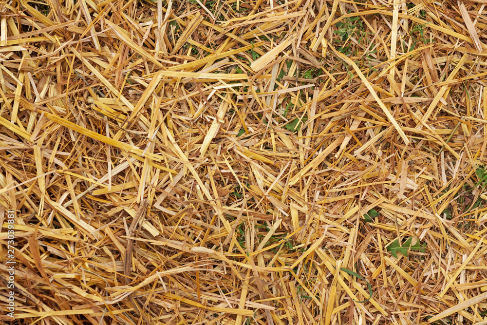 background of scattered hay with small pieces of grass background of scattered hay with small pieces of grass