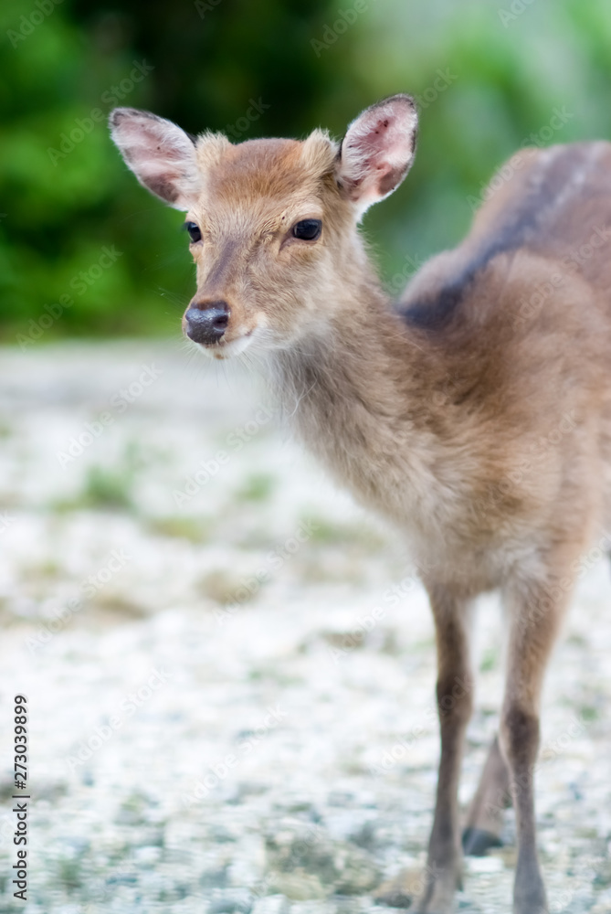 The smile of a yak deer - ヤクジカの微笑み The smile of a yak deer - ヤクジカの微笑み