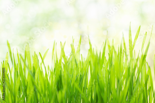 Fresh green grass in bright sunshine