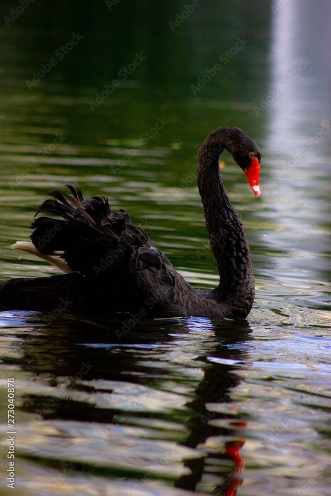 Fototapeta premium black swan on a pond in the reflection of water with a green background