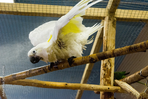 Beautiful parrot in 