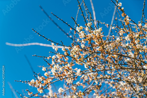 Blooming and fading small white flowers on the tree with blue sky background in the Akha village of Maejantai on the hill in Chiang Mai, Thailand. Seasonal nature change, Winter is coming. photo