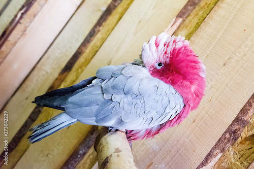 Beautiful parrot in 
