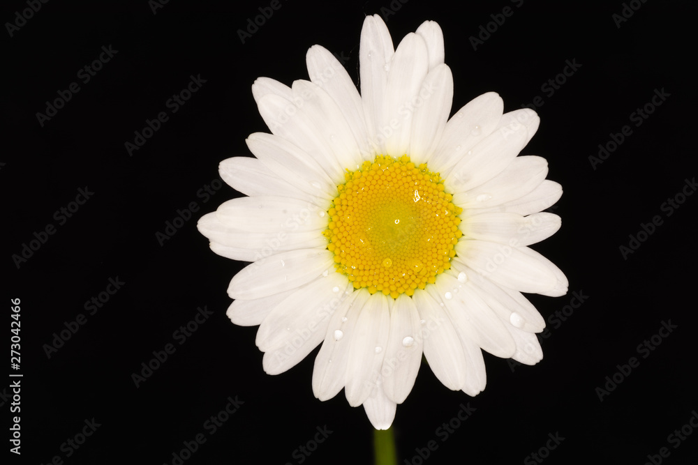 Fototapeta premium daisy isolated on black background