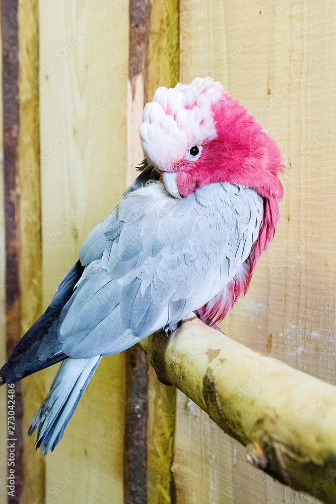Beautiful parrot in