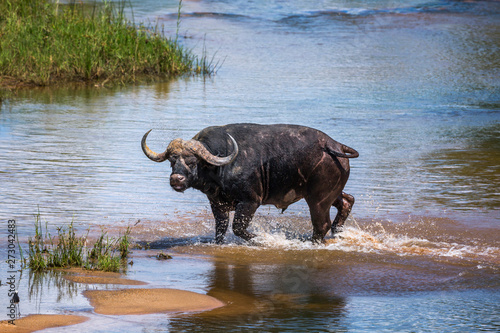 African buffalo in Kruger National park  South Africa