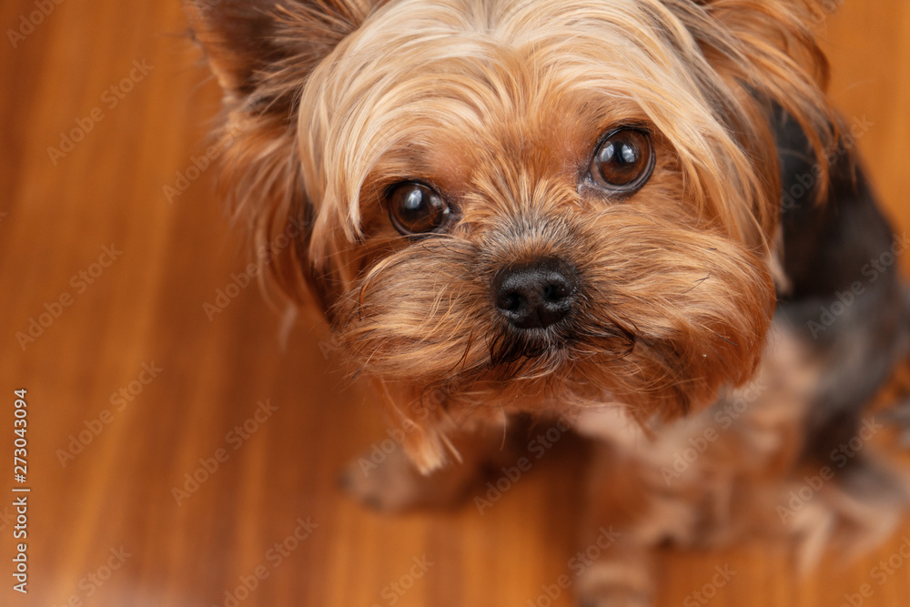 Dog yorkshire terrier close-up eyes