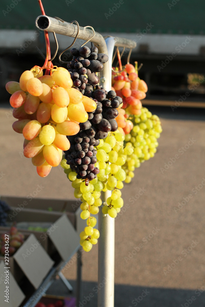 Ripe bunches of grapes hanging on a pipe at a street market in southern Ukraine