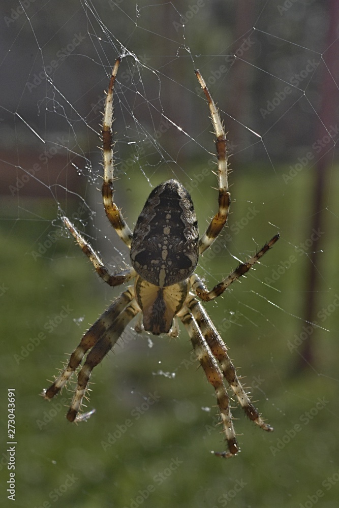 Fototapeta premium Spider