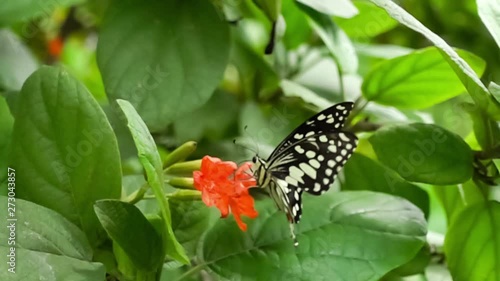 Adult Lime Butterfly flying, standing and feeding on red Cordia flowers in a garden in Slow Motion photo