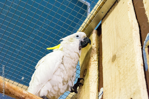Obraz na płótnie Beautiful parrot in