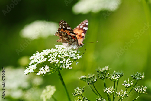 Fotografija The silver-washed fritillary Argynnis paphia butterfly.