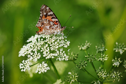 The silver-washed fritillary Argynnis paphia butterfly.