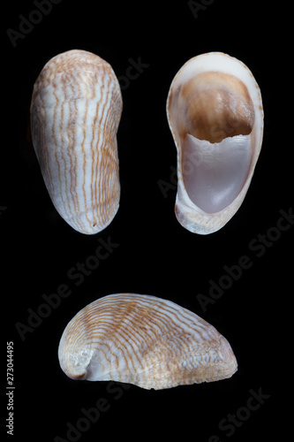 Atlantic slipper shell - Crepidula fornicata photo