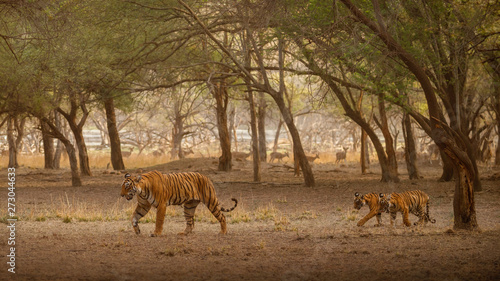 Beautiful tiger in the nature habitat. Mighty tiger walk during the golden light time. Wildlife scene with danger animal. Hot summer in India. Dry area with royal bengal tiger, Panthera tigris tigris © photocech