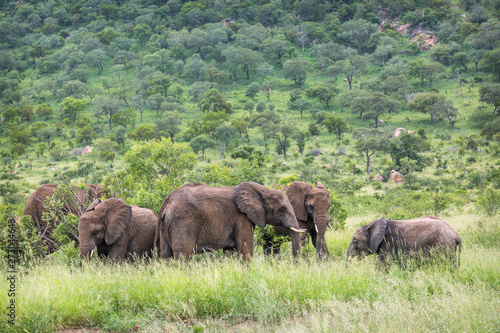 African bush elephant in Kruger National park, South Africa