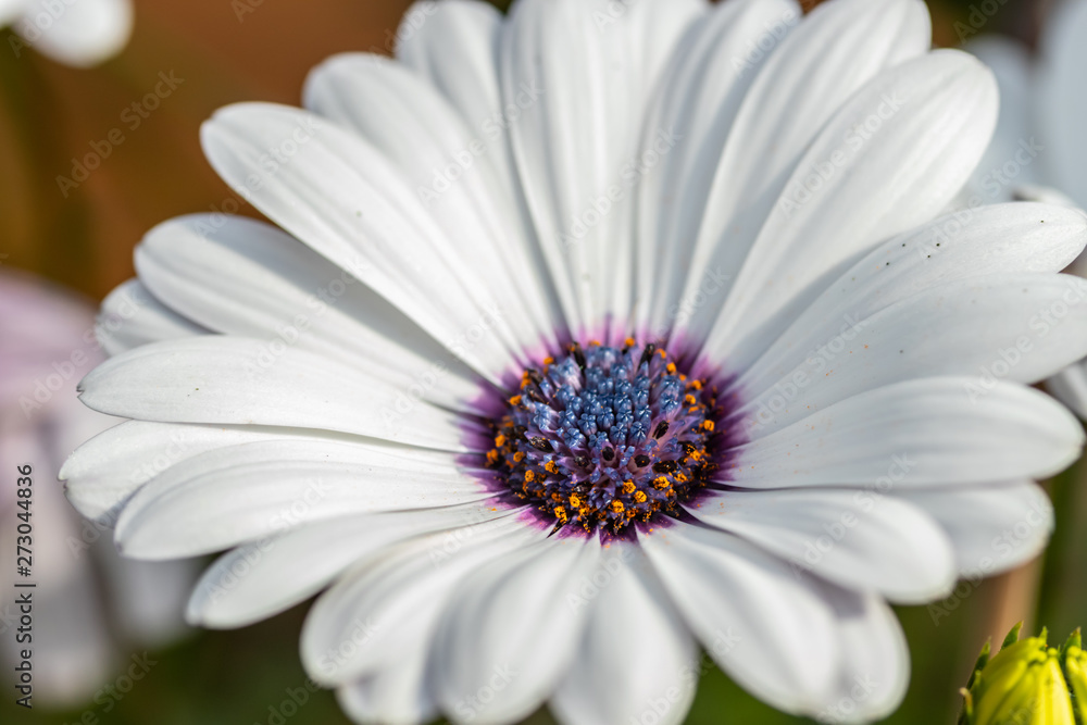 Beautiful white Gerbera flower with blue centre in natural setting Beautiful white Gerbera flower with blue centre in natural setting