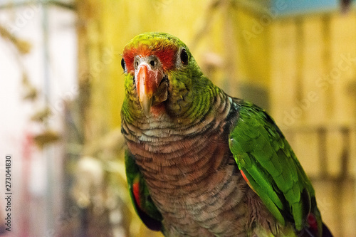 Obraz na płótnie Beautiful parrot in