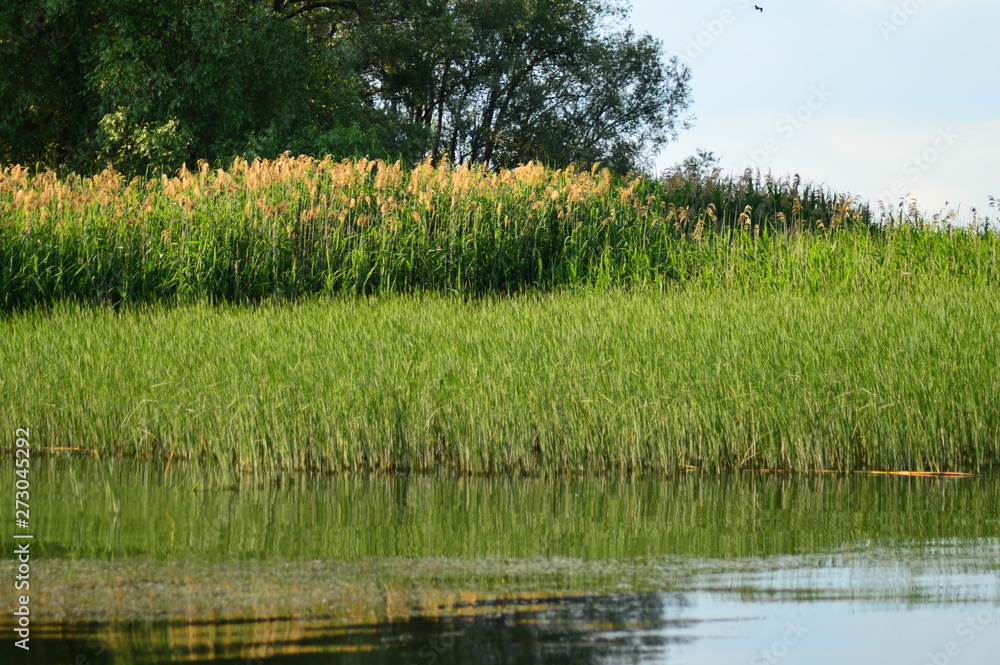 reeds on the shoreline reeds on the shoreline