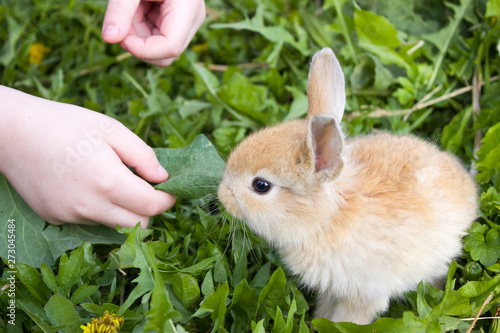 Cute bunny rabbit в траве кушает листик из рук ребенка. Cute bunny rabbit in colorful meadow beautiful spring scene