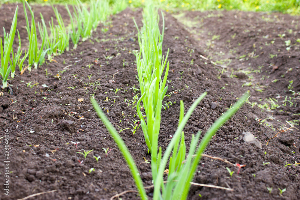 Green onions planted in a row. Green onions planted in a row.