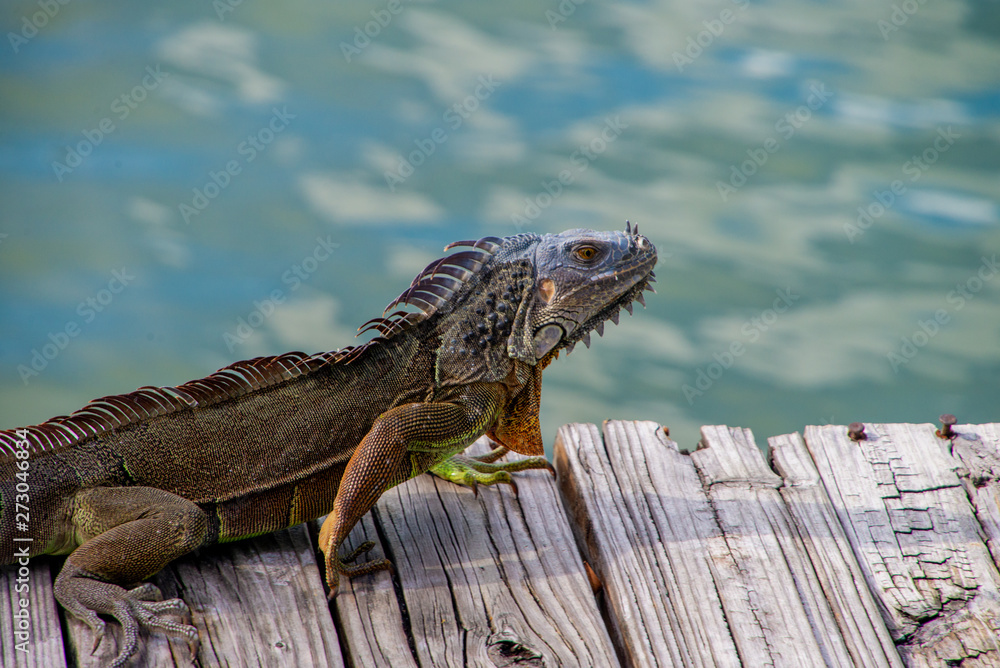 Fototapeta premium An iguana sunbathing at Miami, Florida, USA