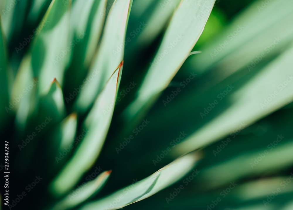 Fototapeta premium Macro photo of agave leaves. Plant texture. close up.