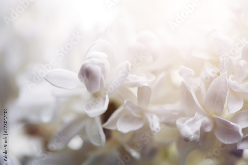 Macro lilac flowers background. Copyspace for text. Spring concept.