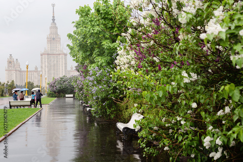 City of Moscow, view of the University of Lomonosov, mga, flowering gardens and lilac, rain in Moscow photo