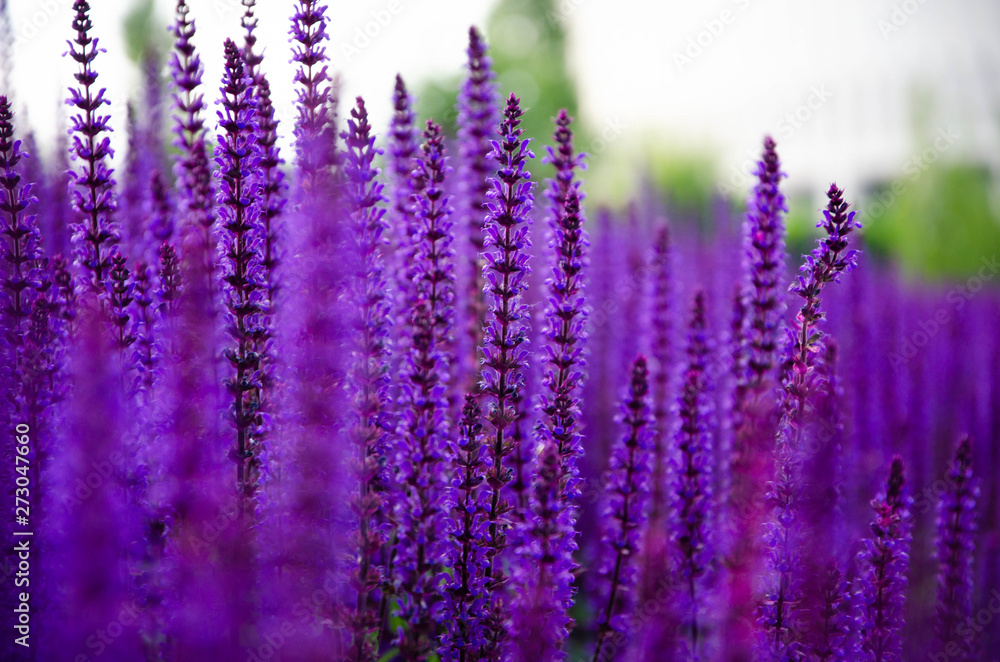 Fototapeta premium sage