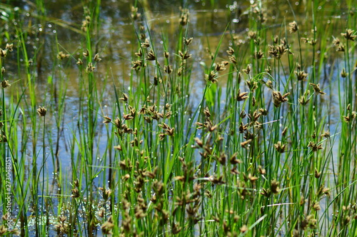 reeds on the shoreline